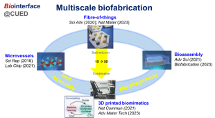 Multiscale biofabrication graphic