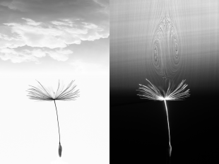 A dandelion seed in flight and (right) with the air bubble it generates, visualised in a wind tunnel (credit Cathal Cummins)