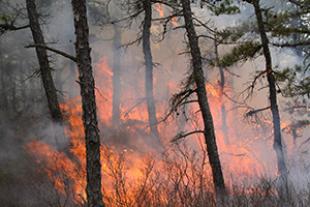 Prescribed burn in the Pine Barrens of New Jersey, USA