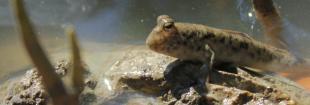 The mudskipper is an amphibious fish native to tropical and subtropical regions