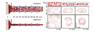 Spatial arrangement of red blood cells (RBCs) in rectangular or square microchannels of different aspect ratio (AR) along the channel length (x-axis direction). Dh = hydraulic diameter of the channel. (a) shows the top and side views of the channel, while (b) shows the cross-sectional view.
