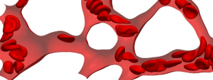The simulation of red blood cells flowing through a capillary network (Image courtesy of Qi 'Charles' Zhou)